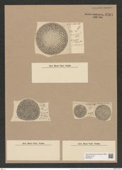 Coscinodiscus decrescens var. venustus Grun. (de-Toni-Nr.: Genus 202, Species 4989) Zeichnungen Sammlung Grunow Nr. 8704 (NHMW-BOT-W0378271)